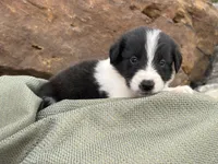 Puppy #8 Pudgy Paige, a female Dalmatian and Collie for sale in Fredericksburg, TX – Photo 1 of 5
