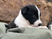 Puppy #8 Pudgy Paige, a female Dalmatian and Collie for sale in Fredericksburg, TX – Photo 4 of 5