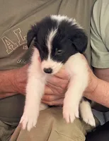 Puppy #8 Pudgy Paige, a female Dalmatian and Collie for sale in Fredericksburg, TX – Photo 3 of 5