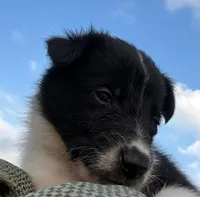 Puppy #5 , a male Dalmatian and Collie for sale in Fredericksburg, TX – Photo 5 of 5