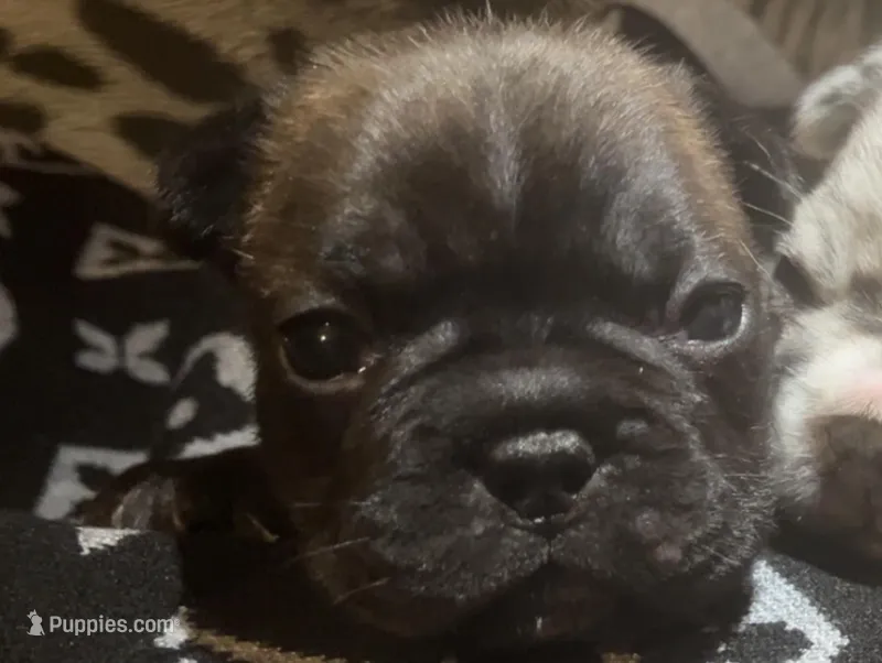 Tres – French Bulldog puppy for sale in Cedar Rapids, IA