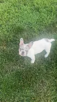 Dynasty, a female French Bulldog for sale in Cedar Rapids, IA – 3 of 3