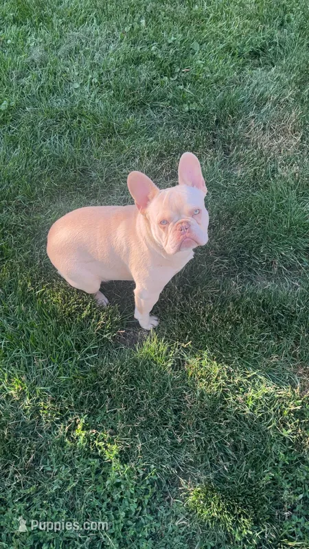 Polar Bear – French Bulldog puppy for sale in Cedar Rapids, IA