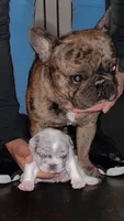 Dynasty, a female French Bulldog for sale in Cedar Rapids, IA – Photo 2 of 2