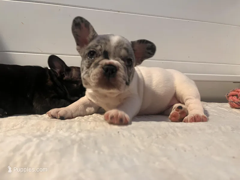 Dynasty – French Bulldog puppy for sale in Cedar Rapids, IA
