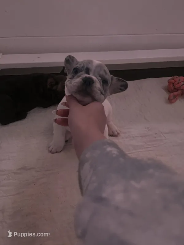 Dynasty, a female French Bulldog for sale in Cedar Rapids, IA – Photo 1 of 2