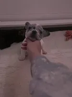 Dynasty, a female French Bulldog for sale in Cedar Rapids, IA – Photo 1 of 2