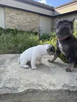 Dynasty, a female French Bulldog for sale in Cedar Rapids, IA – 3 of 3