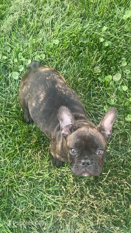 Midnight – French Bulldog puppy for sale in Cedar Rapids, IA