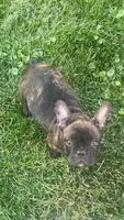 Midnight, a female French Bulldog for sale in Cedar Rapids, IA – 2 of 3