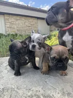 Dynasty, a female French Bulldog for sale in Cedar Rapids, IA – 2 of 3