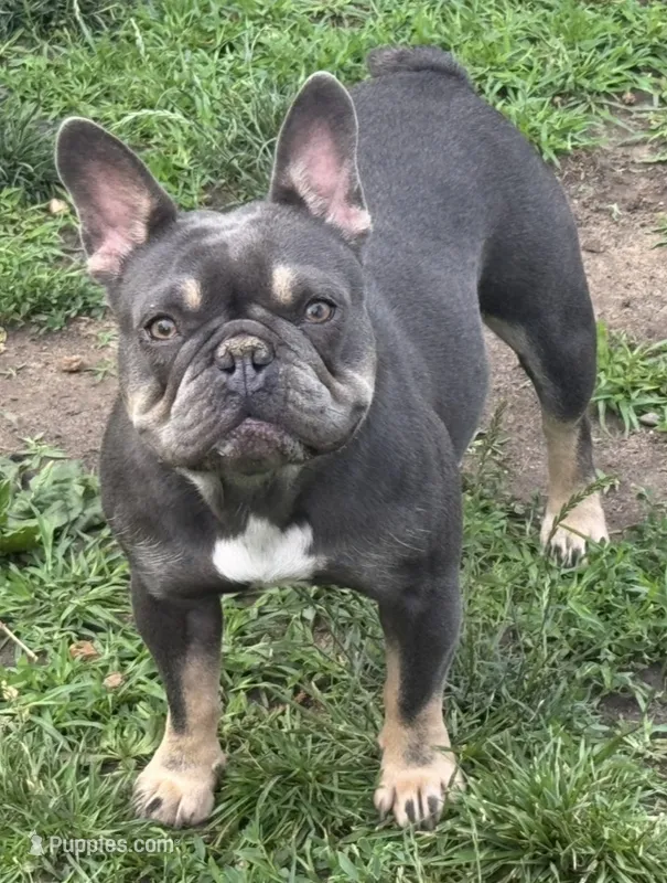 Star – French Bulldog puppy for sale in Cedar Rapids, IA
