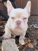 Blaze, a male French Bulldog for sale in Cedar Rapids, IA – Photo 1 of 3