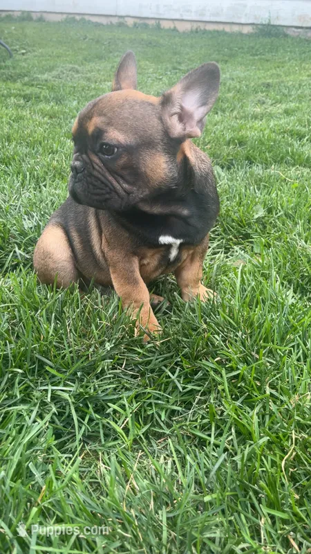 Cosmic – French Bulldog puppy for sale in Cedar Rapids, IA
