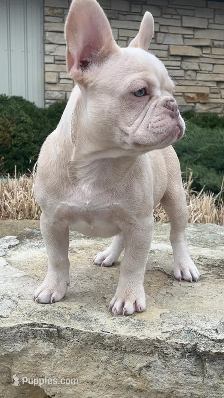 Polar Bear – French Bulldog puppy for sale in Cedar Rapids, IA