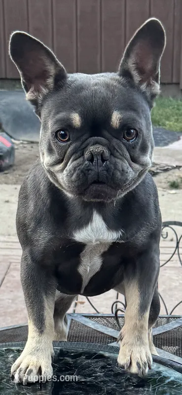 Star – French Bulldog puppy for sale in Cedar Rapids, IA