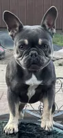 Star, a female French Bulldog for sale in Cedar Rapids, IA – 1 of 1