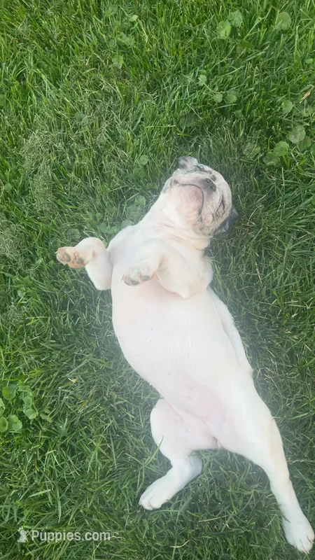 Dynasty – French Bulldog puppy for sale in Cedar Rapids, IA
