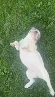 Dynasty, a female French Bulldog for sale in Cedar Rapids, IA – 2 of 3