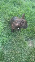 Midnight, a female French Bulldog for sale in Cedar Rapids, IA – 1 of 3