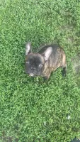 Midnight, a female French Bulldog for sale in Cedar Rapids, IA – 3 of 3