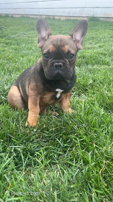 Cosmic – French Bulldog puppy for sale in Cedar Rapids, IA