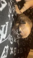 Cosmic, a male French Bulldog for sale in Cedar Rapids, IA – Photo 3 of 3