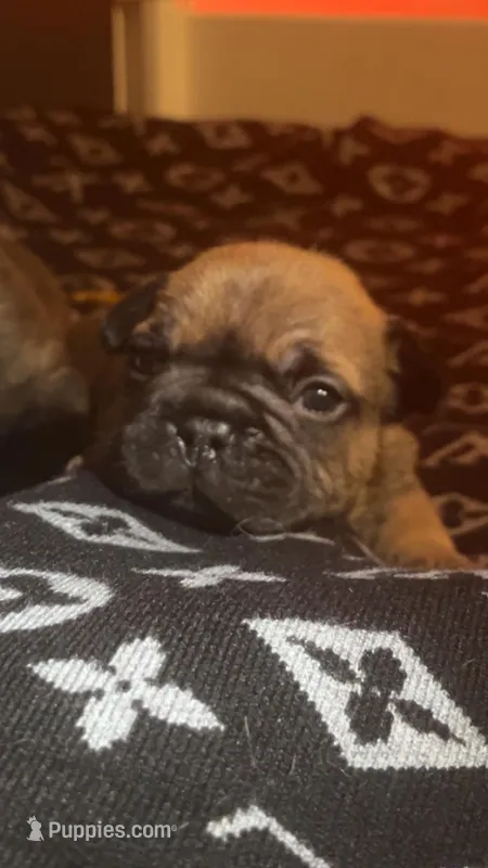 Cosmic – French Bulldog puppy for sale in Cedar Rapids, IA