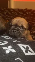 Cosmic, a male French Bulldog for sale in Cedar Rapids, IA – Photo 1 of 3