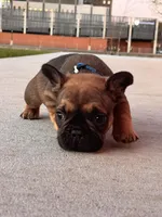 Cosmic, a male French Bulldog for sale in Cedar Rapids, IA – Photo 2 of 3