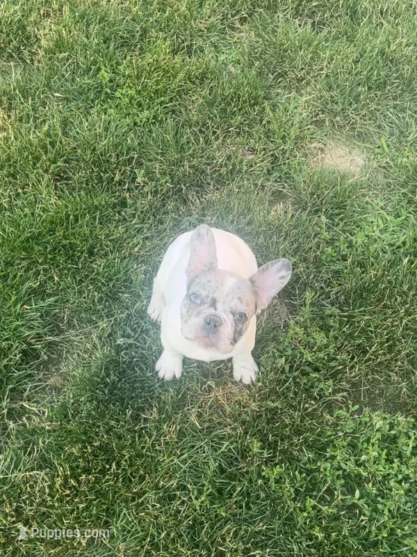 Dynasty – French Bulldog puppy for sale in Cedar Rapids, IA