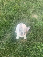 Dynasty, a female French Bulldog for sale in Cedar Rapids, IA – 1 of 3