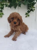 Rex , a male Cavapoo for sale in Sugarcreek, OH – 5 of 6