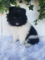 Teddy , a male Pomeranian for sale in Sugarcreek, OH – 6 of 8
