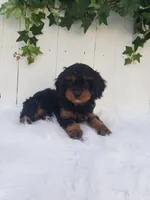 Lily , a female Cavapoo for sale in Sugarcreek, OH – 3 of 8