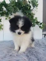 Abby , a female Pomeranian for sale in Sugarcreek, OH – 5 of 8