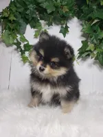 Stella , a female Pomeranian for sale in Sugarcreek, OH – Photo 2 of 6