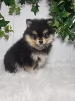Stella , a female Pomeranian for sale in Sugarcreek, OH – Photo 4 of 6