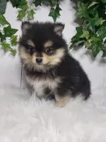 Stella , a female Pomeranian for sale in Sugarcreek, OH – Photo 1 of 6