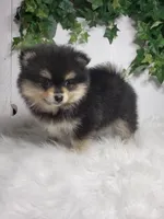 Stella , a female Pomeranian for sale in Sugarcreek, OH – Photo 3 of 6