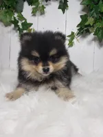 Stella , a female Pomeranian for sale in Sugarcreek, OH – Photo 5 of 6