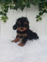 Callie , a female Cavapoo for sale in Sugarcreek, OH – 5 of 7