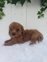 Rose , a female Cavapoo for sale in Sugarcreek, OH – 4 of 7