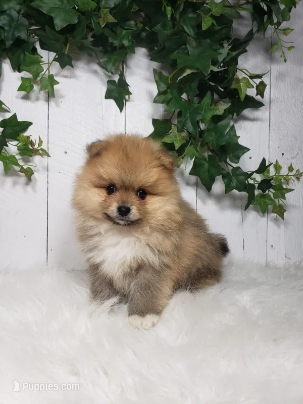 Cody  – Pomeranian puppy for sale in Sugarcreek, OH