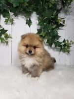 Cody , a male Pomeranian for sale in Sugarcreek, OH – Photo 1 of 6