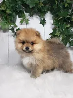 Cody , a male Pomeranian for sale in Sugarcreek, OH – Photo 4 of 6