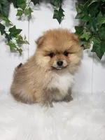 Cody , a male Pomeranian for sale in Sugarcreek, OH – Photo 3 of 6