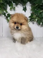 Cody , a male Pomeranian for sale in Sugarcreek, OH – Photo 5 of 6