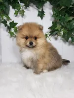 Cody , a male Pomeranian for sale in Sugarcreek, OH – Photo 6 of 6