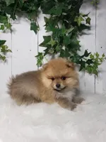 Cody , a male Pomeranian for sale in Sugarcreek, OH – Photo 2 of 6